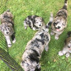 Bergamasco Sheepdog Puppies from Alp Angel Bergamascos