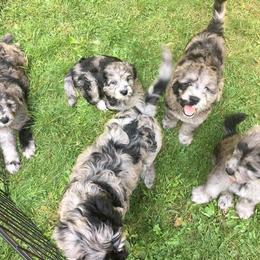Bergamasco Sheepdog Puppies from Alp Angel Bergamascos