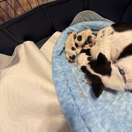 Boy 1 - Black and white male Chihuahua puppy in Madison, Virginia from KimberGlen Chihuahuas