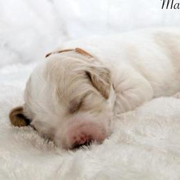 Max - Parti male Goldendoodle puppy in Cherry Creek, New York from Doodles Pups of NY
