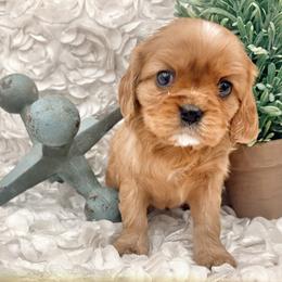 Aussiedoodle and Cavalier King Charles Spaniel Puppies from Shelby Paws