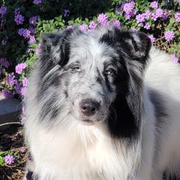 Moonshine - Shetland Sheepdog