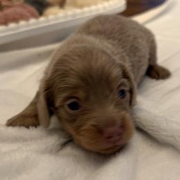 Beckham - Fawn (isabella) and tan male Dachshund puppy in Bentonville, Arkansas from Boujee Buns Dachshunds