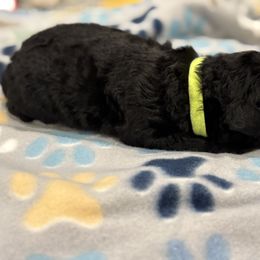 Goldendoodle and Poodle Puppies from Southern Stroll Poodles & Doodles