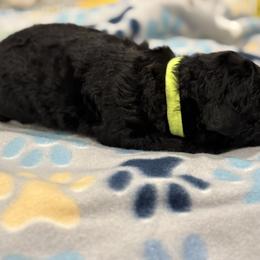 Goldendoodle and Poodle Puppies from Southern Stroll Poodles & Doodles