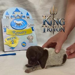 King Triton - Liver roan male German Shorthaired Pointer puppy in North Branch, Minnesota from Chrishelle Farm