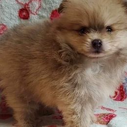 Boy 1 - Pomeranian puppy in Tulsa County, Oklahoma from CP Kennels