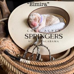 Elmira - Lemon and white female English Springer Spaniel puppy in Steele, Alabama from Cove Acres Springers
