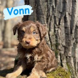 Vonn (Male 2) - Red phantom male Aussiedoodle puppy in South Central, Pennsylvania from Windy Hills Mini Aussies & Doodles