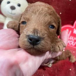 Max ( brown collar) - Red  male Goldendoodle puppy in Atco, New Jersey from Flannery’s lucky pup’s🍀
