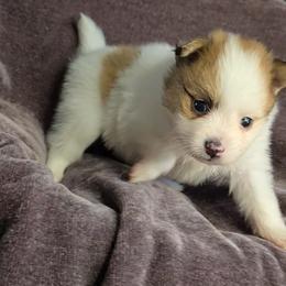 Chewy - Chocolate parti male Pomeranian puppy in Newport News, Virginia from Itty Bitty Poms