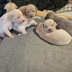 Blue Lacy Puppies from Red River Blue Lacys