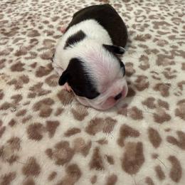 Dot on collar male - Black brindle and white male Boston Terrier puppy in Madera Acres, California from Muggin Bostons Terriers and Mini Dachshund