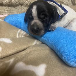 Blue collar male - Liver roan male German Shorthaired Pointer puppy in Hardeman County, Tennessee from Howell Farm GSP