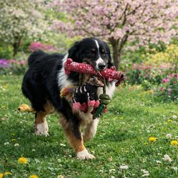 Ripp - Australian Shepherd