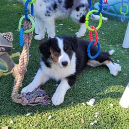 Clover - Tri-color female Border Collie puppy in Morgan, Texas from Shooting Star Ranch