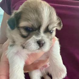 Boy 1 - Tricolor male Shih Tzu puppy in Silver Spring, Maryland from Saraya’s Shih Tzus