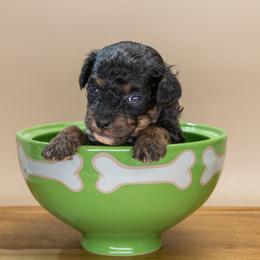 Cosmo - Black male Poodle puppy in Weston, Florida from Miami Toy Poodles