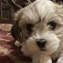 Shichons from Paws of Sunshine