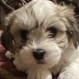 Shichons from Paws of Sunshine