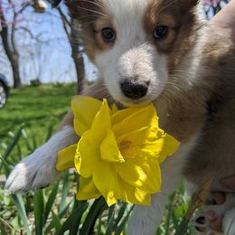 Shetland Sheepdog Puppies from Rose Hill Farm
