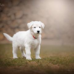 Red Collar male - White Berger Blanc Suisse puppy in New Hampshire from Kennel Sons Of North