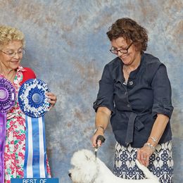West Highland White Terriers from Terriers of Skovam