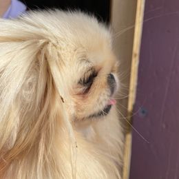 Melody - Pekingese