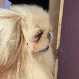 Melody - Pekingese