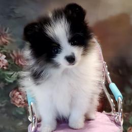 Betty - Black parti female Pomeranian puppy in Forsyth, Illinois from Amazing Grace Pomeranians