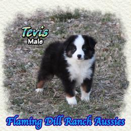 Tevis - Black tri male Toy Australian Shepherd puppy in Forestburg, Texas from Flaming Dill Ranch Aussies