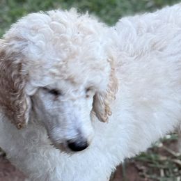 Poodles from Red DIrt Poodles