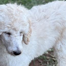 Poodles from Red DIrt Poodles