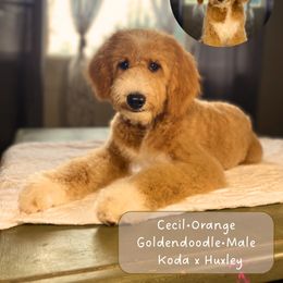 Cecil - Red  male Goldendoodle puppy in Milan, Georgia from Joe and Dogs