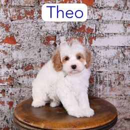 Theo - Red male Cavapoo puppy in Calhoun, Georgia from Happy Top Doodles