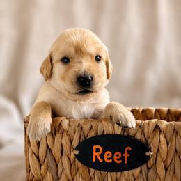 Reef - Light golden male Golden Retriever puppy in San Bernardino, California from Thegoldendreams1