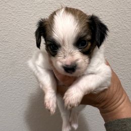 Girl 3 - White and red female Papillon puppy in Carlsbad, New Mexico from Champagne Posh Papillons