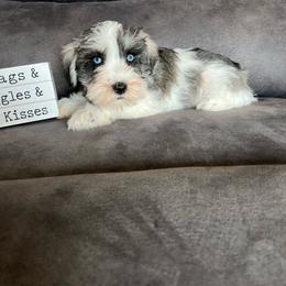 Bentley - Parti male Miniature Schnauzer puppy in Stuart, Iowa from Johnson Family Paws