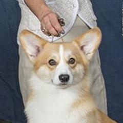 Lionhart Quintessence - Pembroke Welsh Corgi