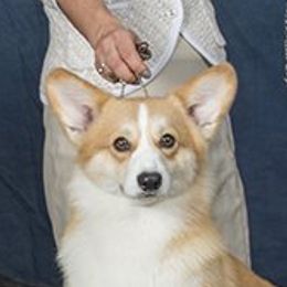 Lionhart Quintessence - Pembroke Welsh Corgi