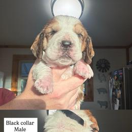 Black collar - Mahogany and white male Basset Hound puppy in Kenansville, Florida from Fancy Hounds