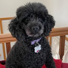 Poodles from Frolicking Poodles