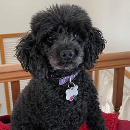 Poodles from Frolicking Poodles