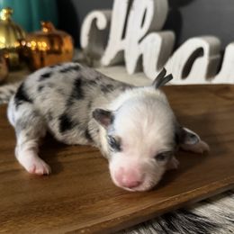Garth - Blue male Companion Cross puppy in Post Falls, Idaho from Splootin’ around Corgi’s