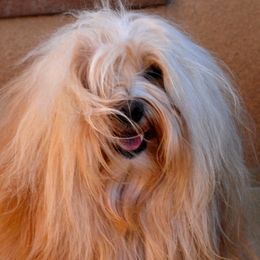 Havanese adult dog