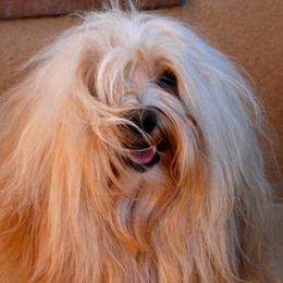 Havanese adult dog