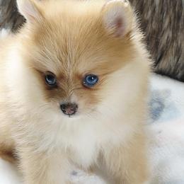 Girl 1 - female Pomeranian puppy in New Orleans, Louisiana from Nathalie's Pomeranians