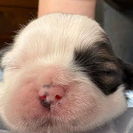 Boy1 Honey - Gold and white male Shih Tzu puppy in Madras, Oregon from Maridee’s ShihTzu