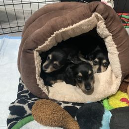 Dachshund Puppies from JnA Dachshunds