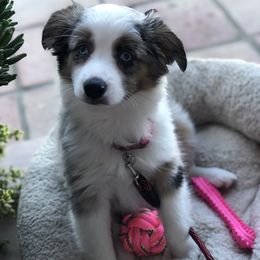 Miniature Australian Shepherd, Shih Tzu, and Toy Australian Shepherd Puppies from River Springs Aussies